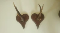 Trophée petites corne montées sur écussons en bois