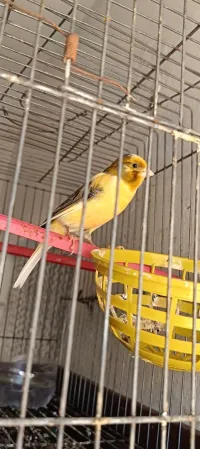 Un Vrai Coupleur Canari Ordinaire très Coupleur 