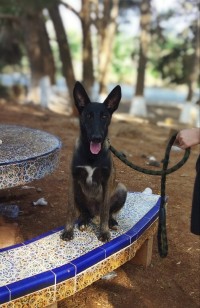 كلب-malinois-masque-noir-الحنايا-تلمسان-الجزائر