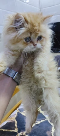 Chat de race persan chinchilla