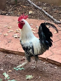 À vendre : 3 poules et 5 coqs 