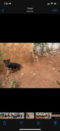 Un vrai chiot, race Berger Allemand