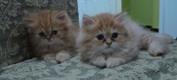 chats-persans-said-hamdine-alger-algerie