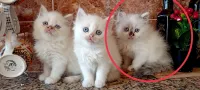 Ragdoll et Persan 