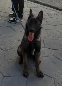 Avand chien  malinoi LOF 
