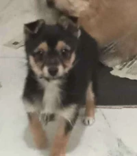 Vends chiot chihuahua