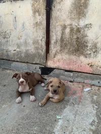 American pitbull terrier 