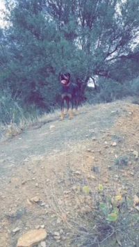 Chien à vendre 