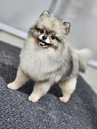 chien-spitz-pomeranian-ain-taya-alger-algerie