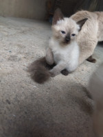 chat-siamois-veritable-disponible-a-nouveau-amizour-bejaia-algerie