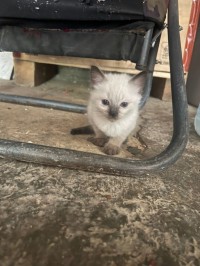 chats-chaton-siamois-bejaia-algerie