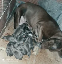 Chien Pitbull RedNose