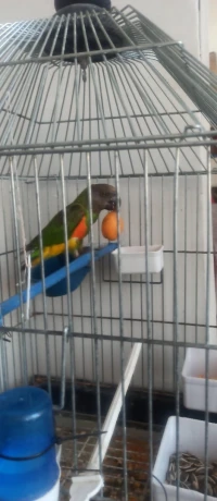 perroquet youyou senegalais + cage