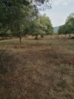 terrain-agricole-vente-jijel-taher-algerie