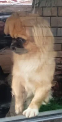 Cocoكنيش