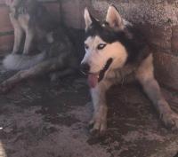 كلب-jai-un-male-husky-siberien-top-yeux-bleu-lage-18-mois-فريحة-تيزي-وزو-الجزائر