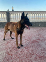 chien-malinois-charboni-mila-algerie