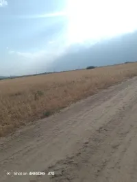 Vente Terrain Agricole Khenchela Remila
