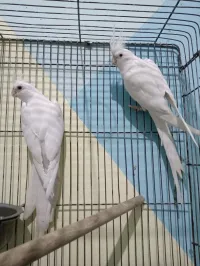 Calopsitte Albino 