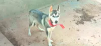 Husky 4 mois femelle 