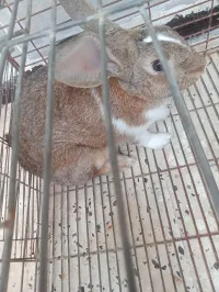 Lapin 