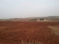 terrain-agricole-vente-sidi-bel-abbes-ben-badis-algerie