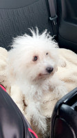 chien-caniche-bichon-blanc-alger-centre-algerie