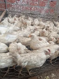 poulet leghorn