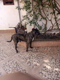 chien-cane-corso-boumerdes-algerie