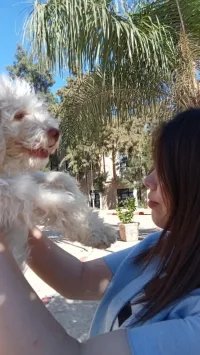 Caniche moyen