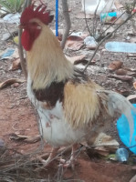 animaux-de-ferme-coqs-et-poules-en-vente-oran-algerie