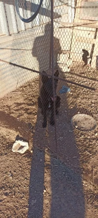Malinois noir charboni