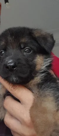 Chiot berger allemand 