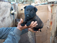 chien-chiot-malinois-femelle-ain-benian-alger-algerie