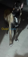 chien-malinois-alger-centre-algerie