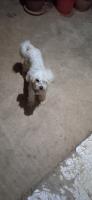 chien-caniche-bichon-f-cheraga-alger-algerie