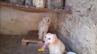 chien-caniche-bichon-fml-algerie