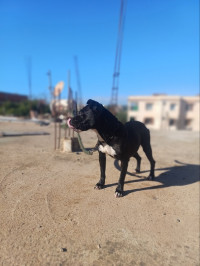 chien-slm-femelle-pitbull-americaine-pure-race-18mois-birkhadem-alger-algerie