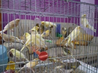 باناشي هيبي كناري