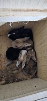حيوانات-المزرعة-lapin-ارنب-براقي-الجزائر