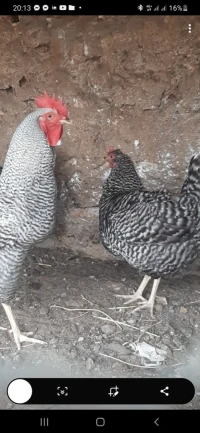 بيض دجاج أسترالوب و بادو و بلايموث