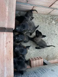 Malinois chiots 