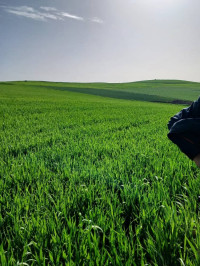 terrain-agricole-vente-constantine-hamma-bouziane-algerie