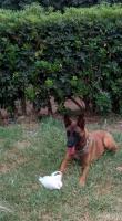 chien-femelle-malinois-bachdjerrah-alger-algerie