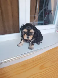 Chien bichon 