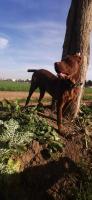 chien-femelle-cane-corso-dar-el-beida-alger-algerie