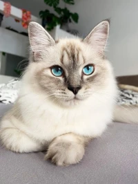 Chats