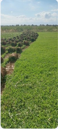 تنظيف-و-بستنة-amenagement-des-espaces-verts-en-gazon-naturel-بئر-توتة-الجزائر