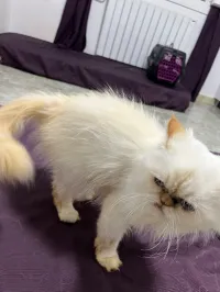 Chat persan (femelle)