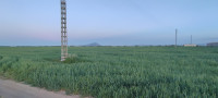 Sell Farmland Sétif Mezloug